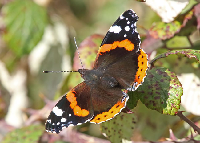 Butterfly Conservation - Upper Thames Branch - Recent Sightings