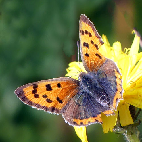 Butterfly Conservation - Upper Thames Branch - Recent Sightings