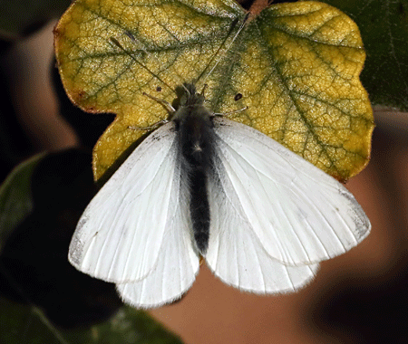 Small White  Butterfly Conservation